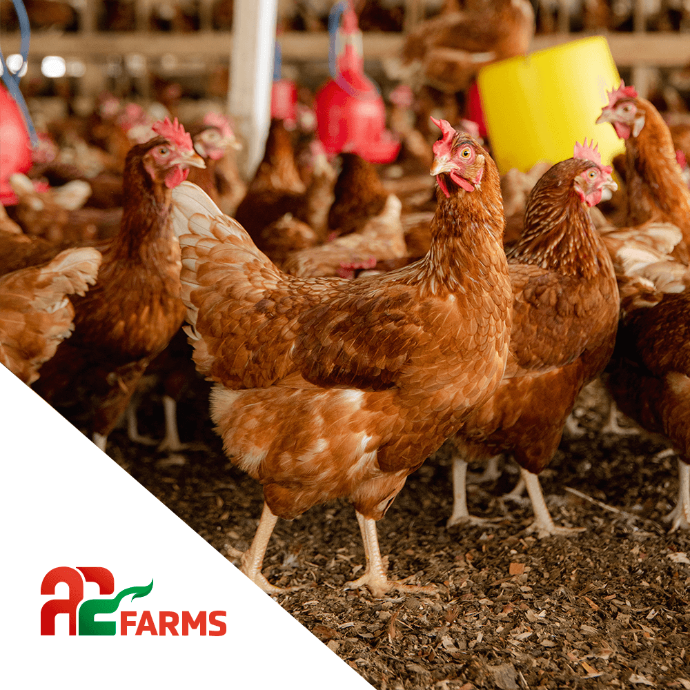 Explore A2 Farms - Sustainable Agriculture and Livestock Solutions