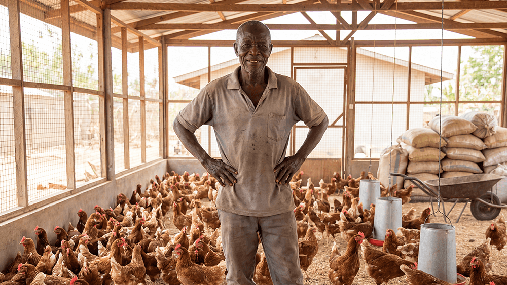 Poultry Farming Tips